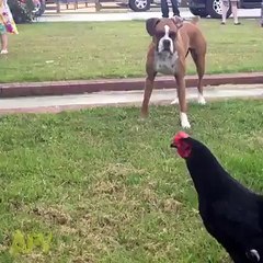 Have You Ever Seen A Dog Fearing From Chicken