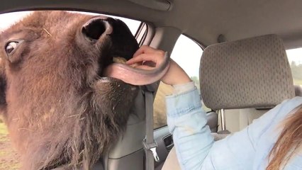 A Wild Buffalo Gets A Little TOO Friendly