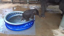 Baby Elephant Attempts To Take A Bath