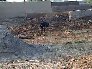 EH dairy farm 419jb gojra  (84) ANIMALS