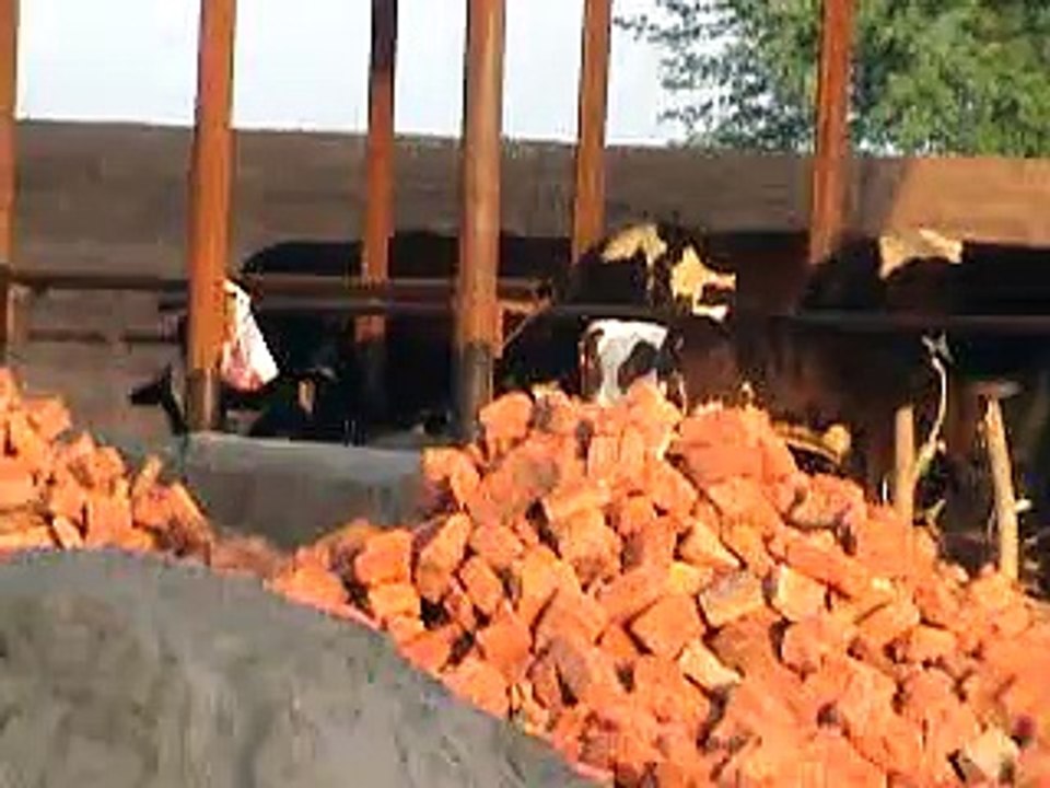 EH dairy farm 419jb gojra  (85) ANIMALS
