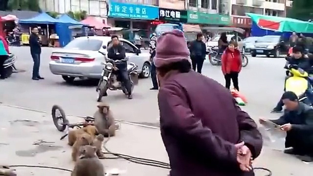 Funny Monkey Beats Up Man