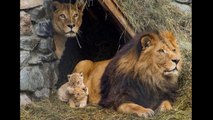 Animal Moms And Dads Who Know Parenting