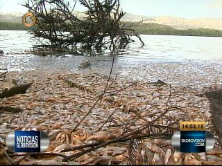 Cientos de sardinas aparecieron muertas en Miranda