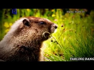 JEMBATAN KEMBAR wa deles w @ lagu tarling