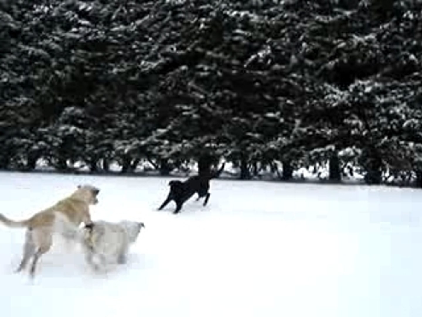 ⁣labradors dans la neige