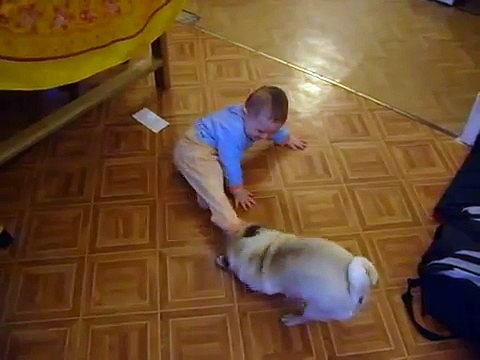 drôle bebe et chien carlin (baby and funny dog)