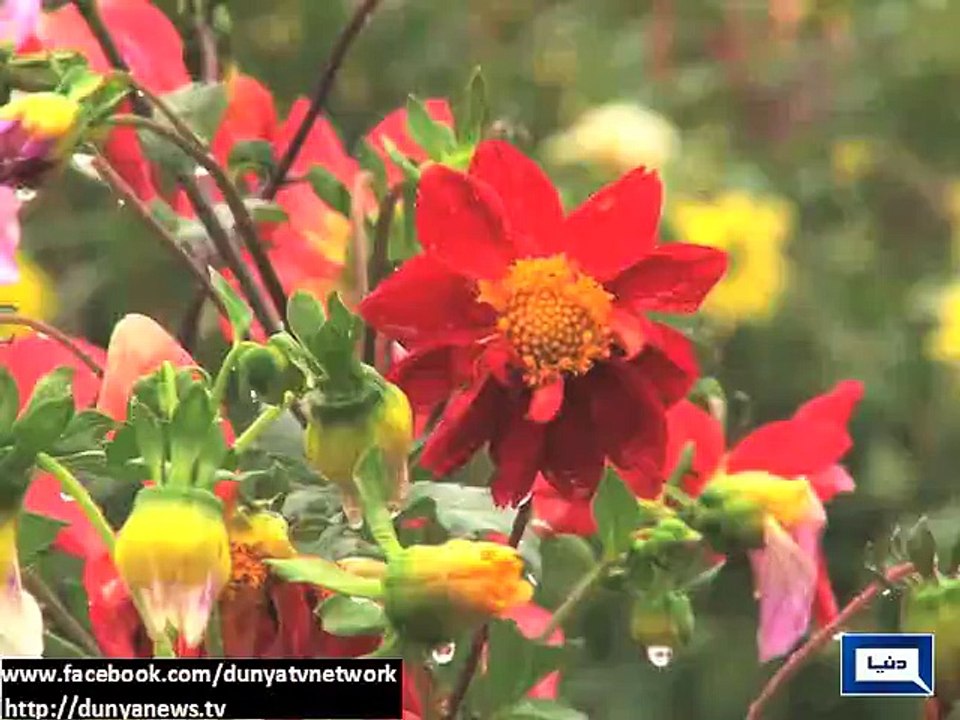 Dunya News - Rain predicted in next few days