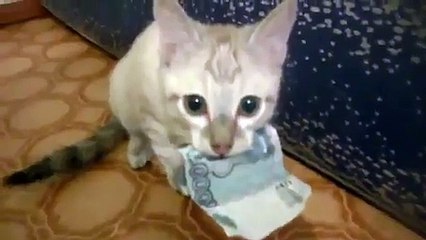 Kitten Refuses to Return Money!