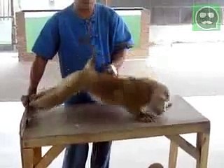 Bandar Funn In Pagal Khana