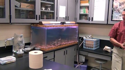 Salmon in the Great Lakes - Part 1, Early Life History