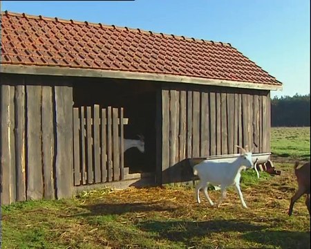 Veaux, vaches, cochons, couvées