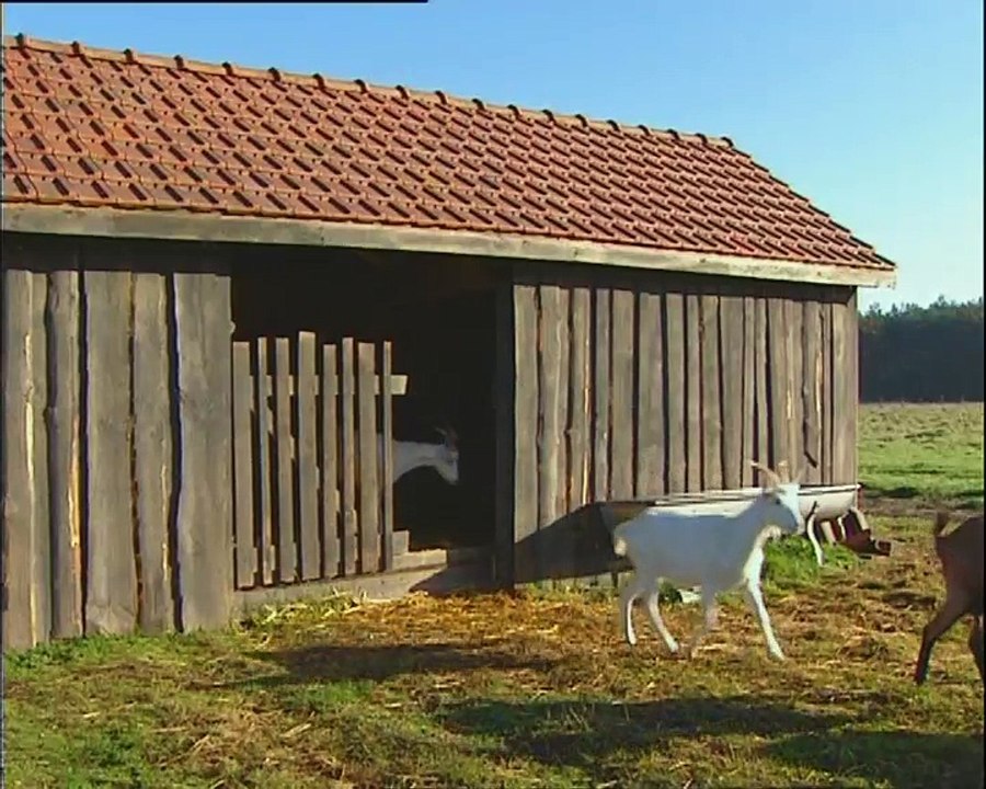 Veaux, vaches, cochons, couvées