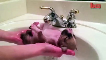 Three (2 week old) puppies found in a dumpster inside a plastic bag