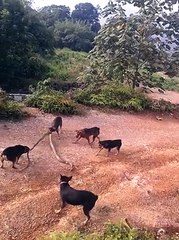 dogs find a large wild snake