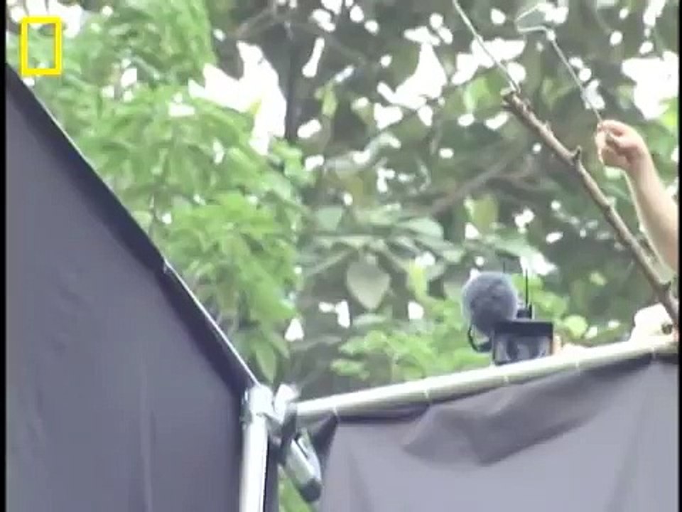 Amazing Incredible Flying Snake