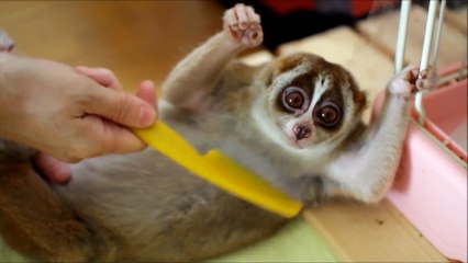 Slow Loris Enjoying Brushing - Very Funny !