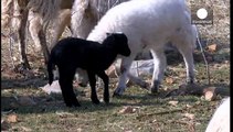 پشم گوسفند برای مبارزه با آلودگی نفتی