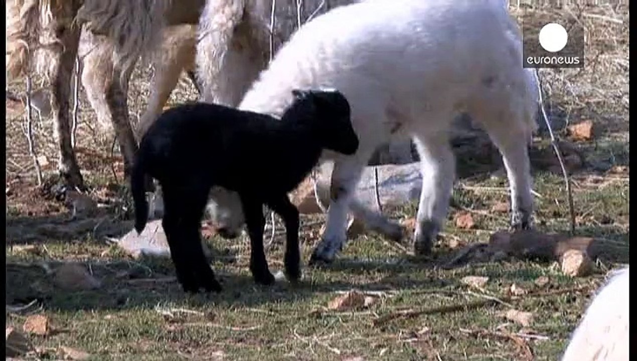 Geheimwaffe Schaf: Kroatische Wolle als Lösung für Ölverschmutzung?