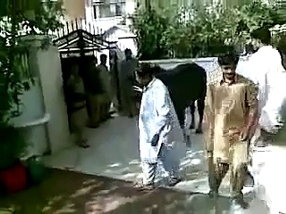 dangerous bull