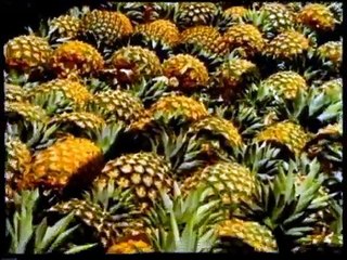 Cafe Tacuba - No Controles