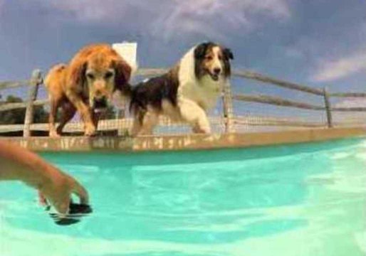 Puppies Enjoy World's Cutest Summer Camp