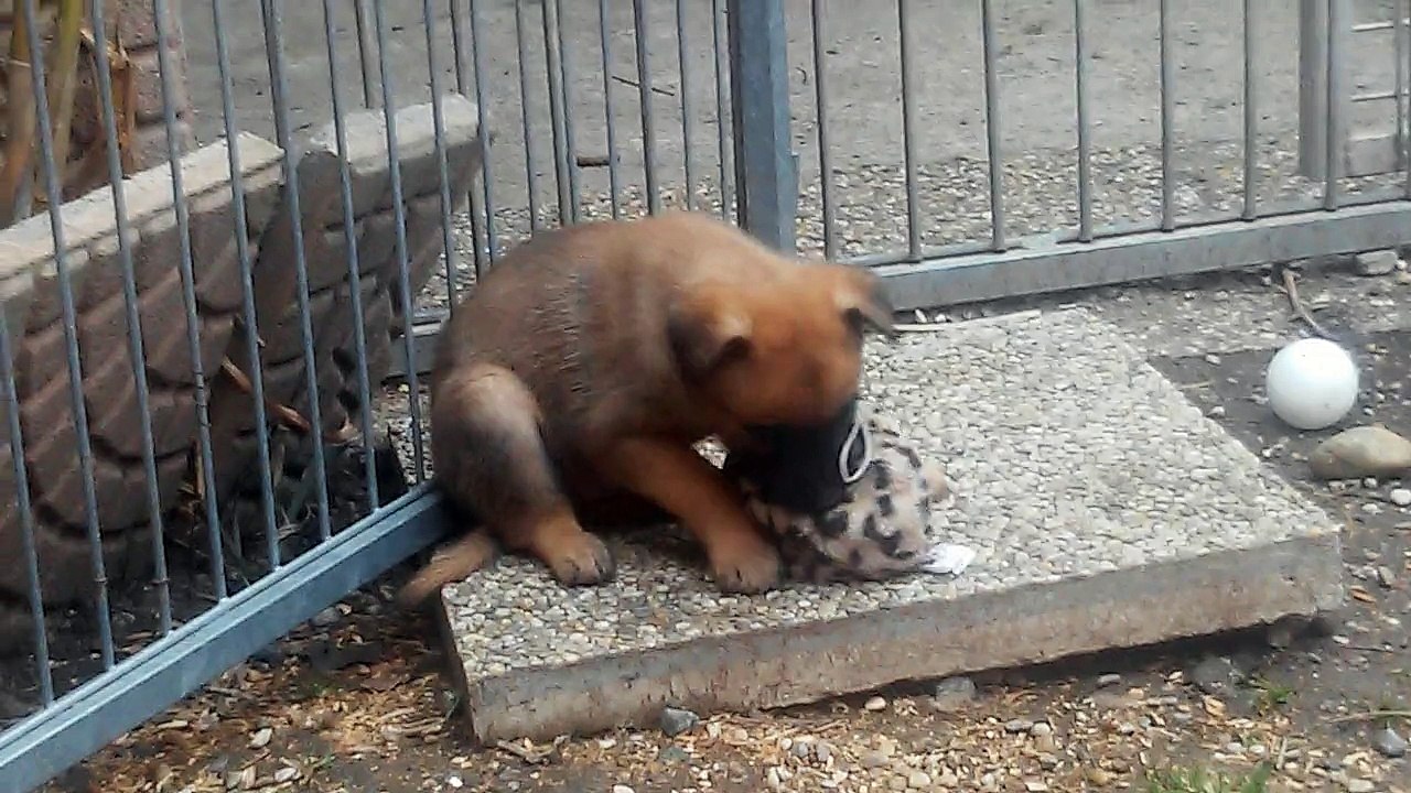 Be Aware H's @ MALIGATORS