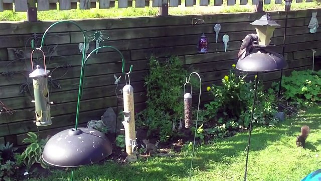 El increíble salto de una ardilla para robar comida
