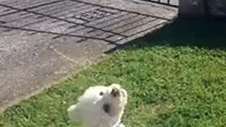Bichon frise singing along with the ice cream man