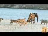 Brave  elephant attack by 14 Lions