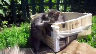 Funny Videos CAT show the entartement .. :) :)