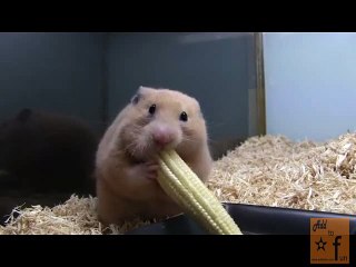 Young rat Eating Corn food