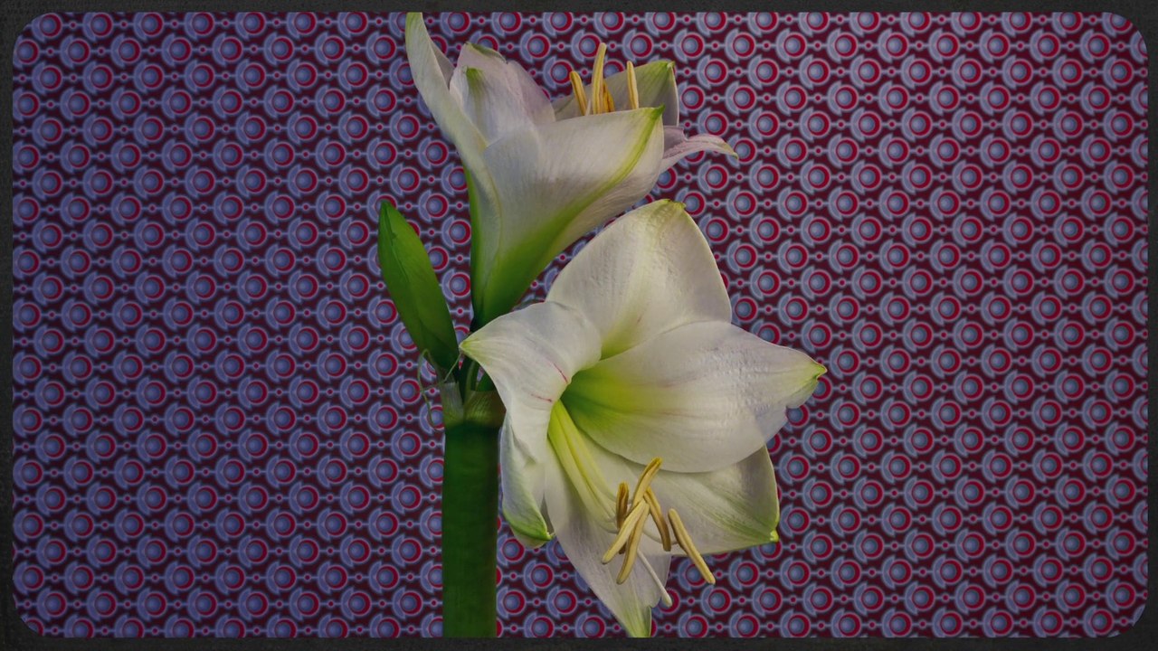 Flowers, from birth to death : magical Time Lapse