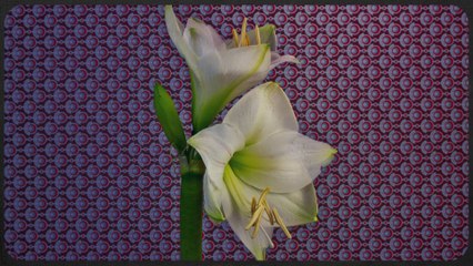 Flowers, from birth to death : magical Time Lapse