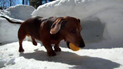 Dachshund Dogs Playing Hockey Is The Cutest