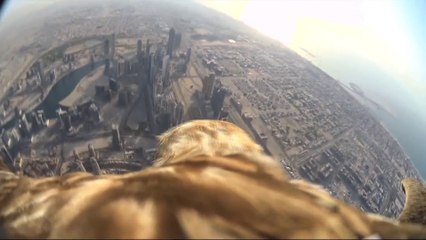 Download Video: Eagle-cam of the bird descending from worlds tallest building