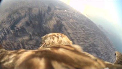 Une GoPro fixée sur la tête d'un aigle : descente en piquet depuis le plus haut building!