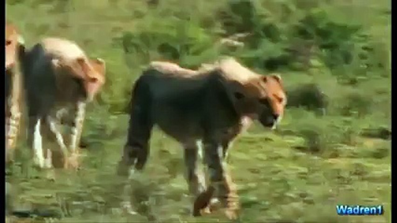 Dünya tersine döndü Zebra çitanın peşinde!
