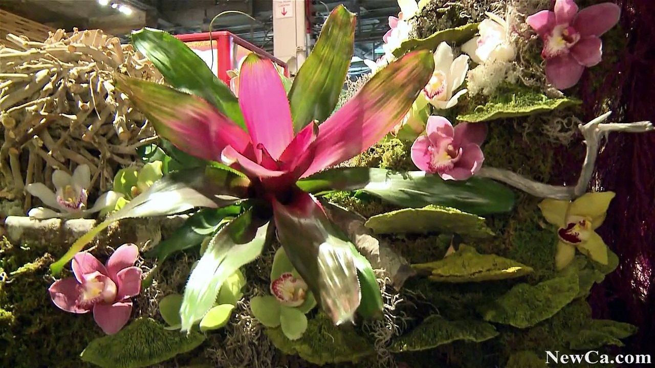 NewCa.com: 2015 Canada Blooms. Alison Wonderland