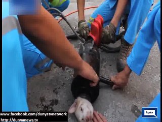 Dunya News - Light stories from all over the world