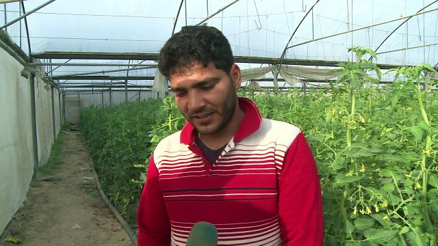 تصدير خضروات وفواكه لاسرائيل من قطاع غزة للمرة الاولى منذ 2007