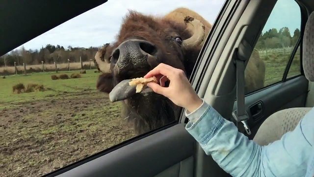 A Buffalo Gets A Little Too Friendly With A Visitor At The Zoo / un buffle est un peu trop amical avec un visiteur au zoo
