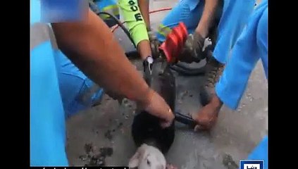 Wao , What A Use of Tric ,15 march 2015