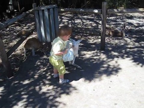 KANGOUROU albinos australie