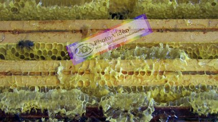 APICULTURE Extrait 1