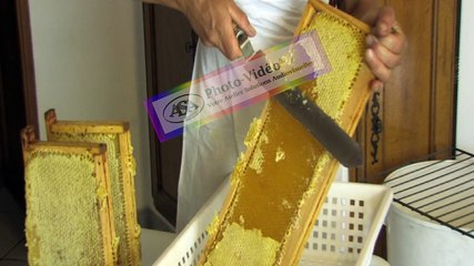 APICULTURE Extrait 2