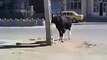 OMG !!! Cow Hit failed