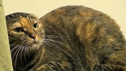 Cat Fight, Very Angry Cat Lulu