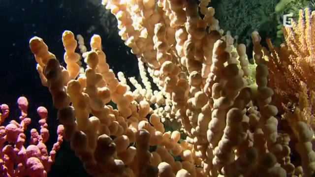 Les Abysses (Documentaire)