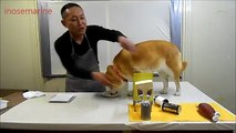 Check Out How Well This Impressively Trained Dog Sabotages A Cooking Show / Découvrez comment bien ce chien Impressionnant Formé sabotages Un Cooking Show